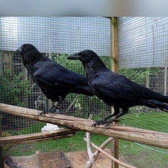 Crows and Ravens for sale