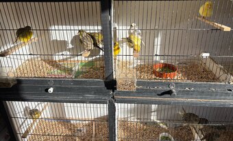 Fife & Gloster Canaries for Sale