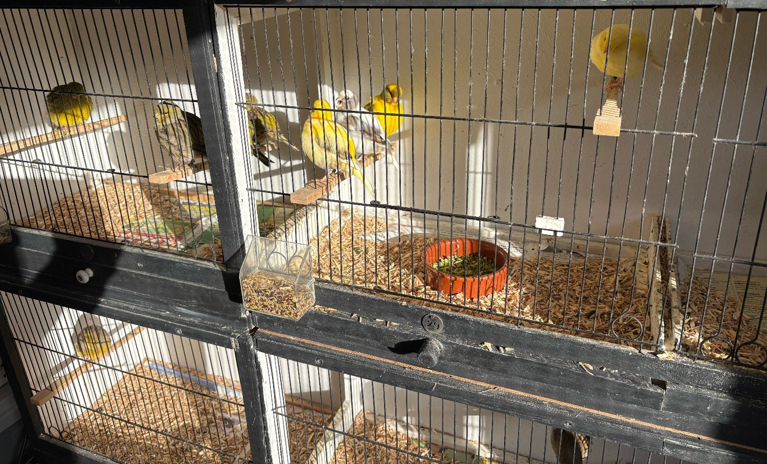 Canaries