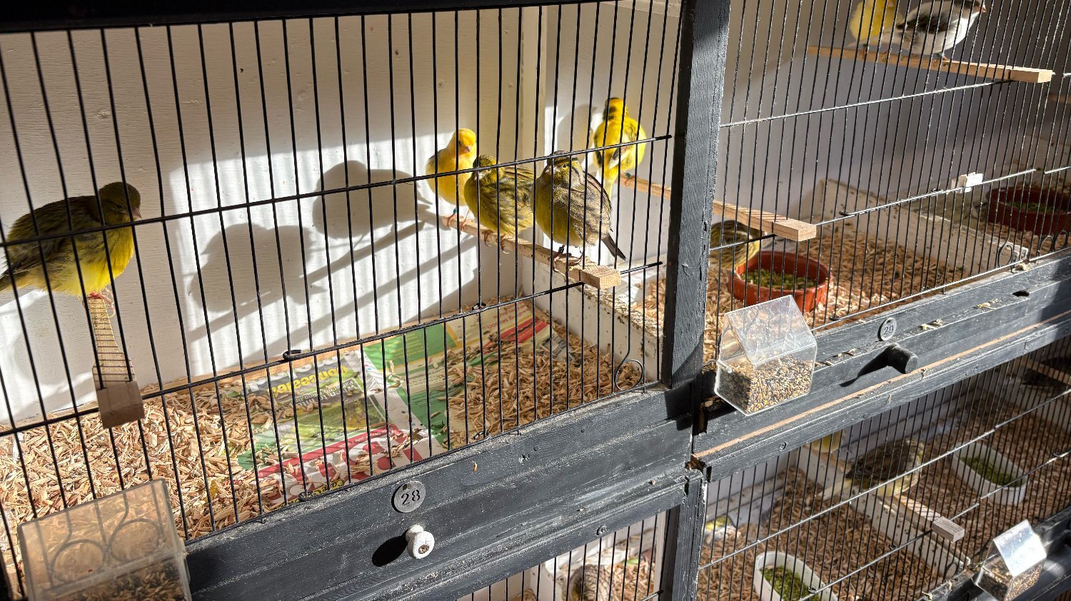 Canaries - {TYPE}