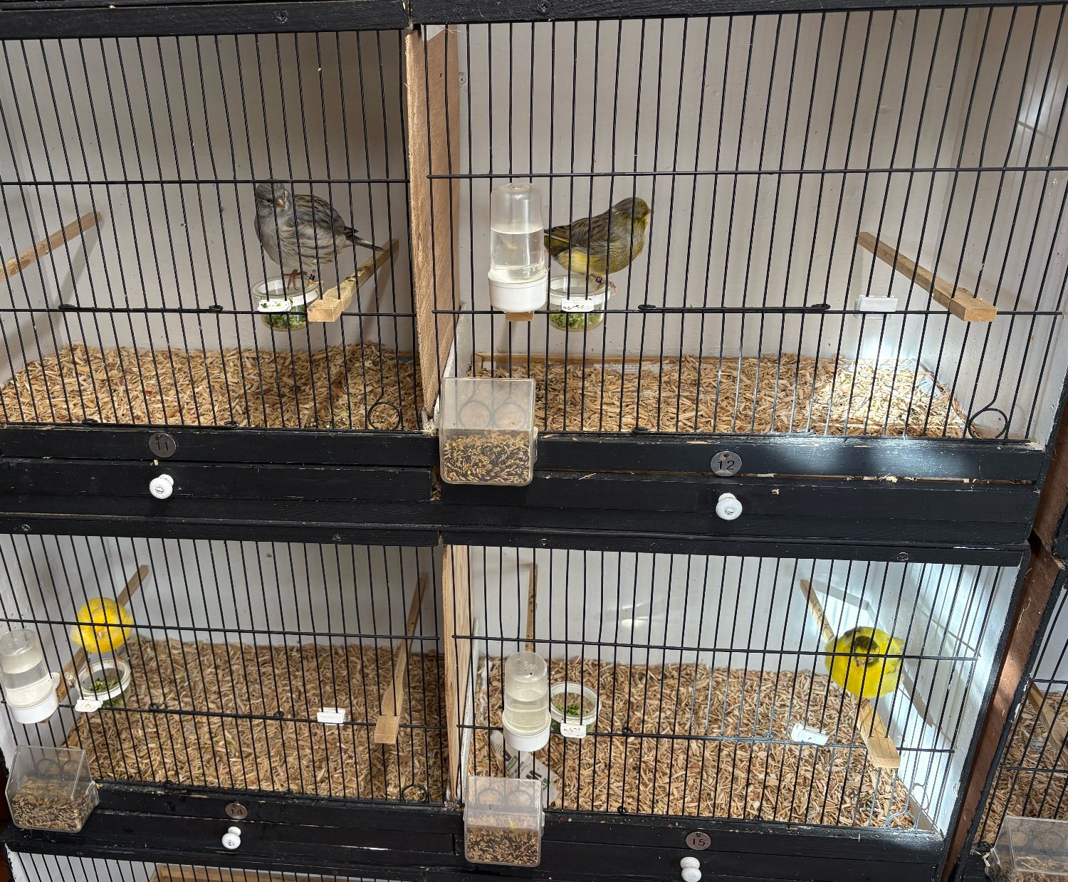 Canaries - Fife & Gloster Canaries for Sale