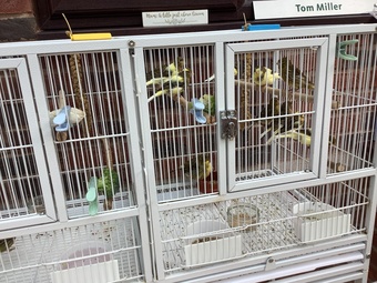 This years canary chicks crested and non crested bred as a hobby not a breeder
