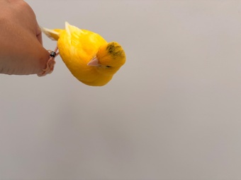 Handreared Canaries for sale, males, females, young, breeding