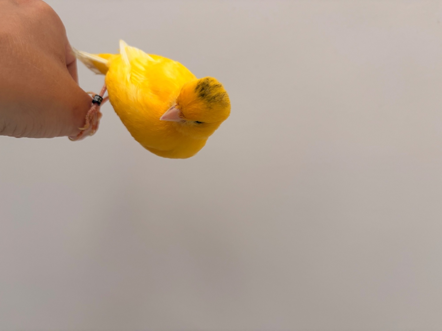 Handreared Canaries for sale, males, females, young, breeding in {LOCATION}
