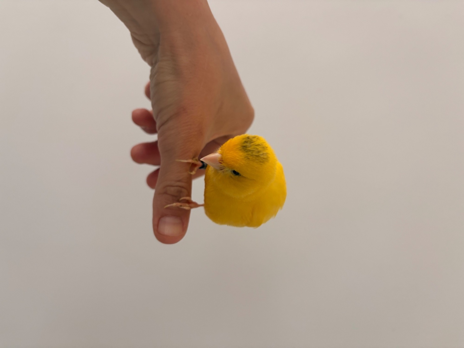 Canaries