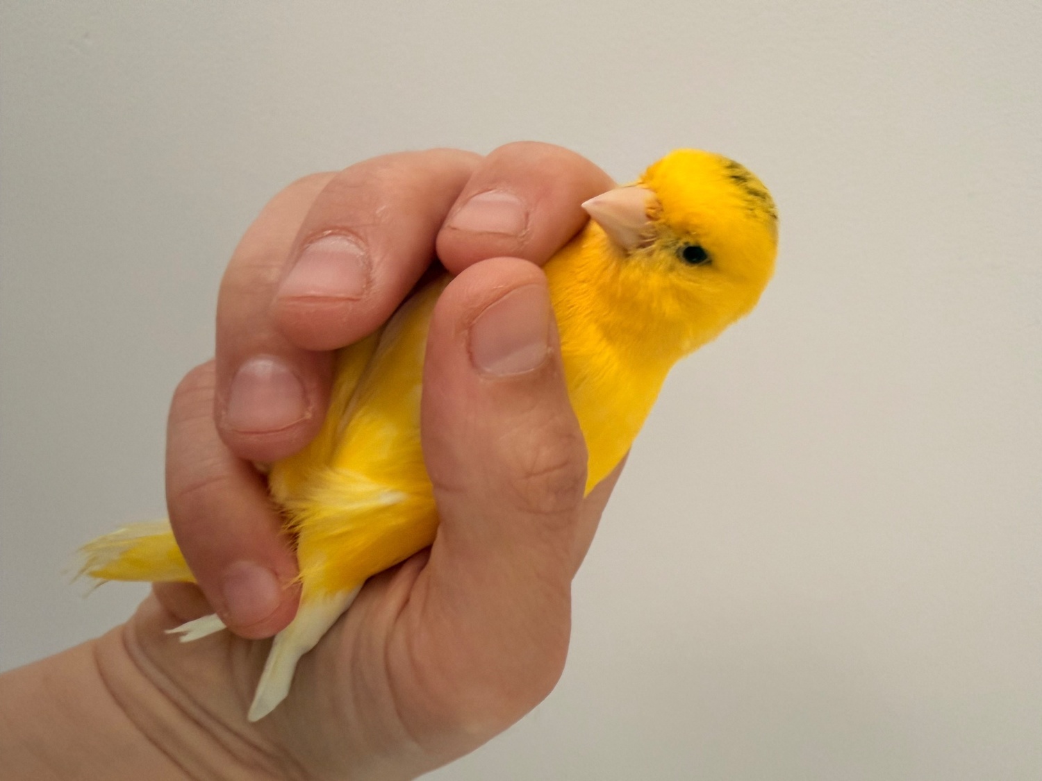Canaries - {TYPE}