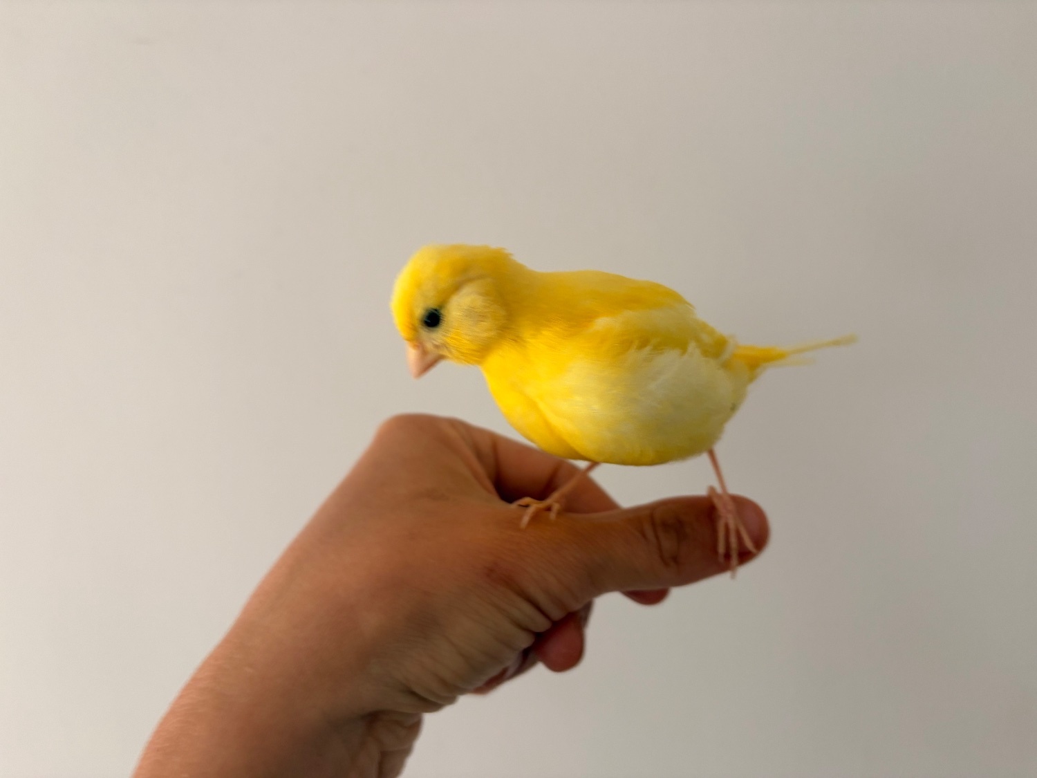 Canaries - Handreared Canaries for sale, males, females, young, breeding