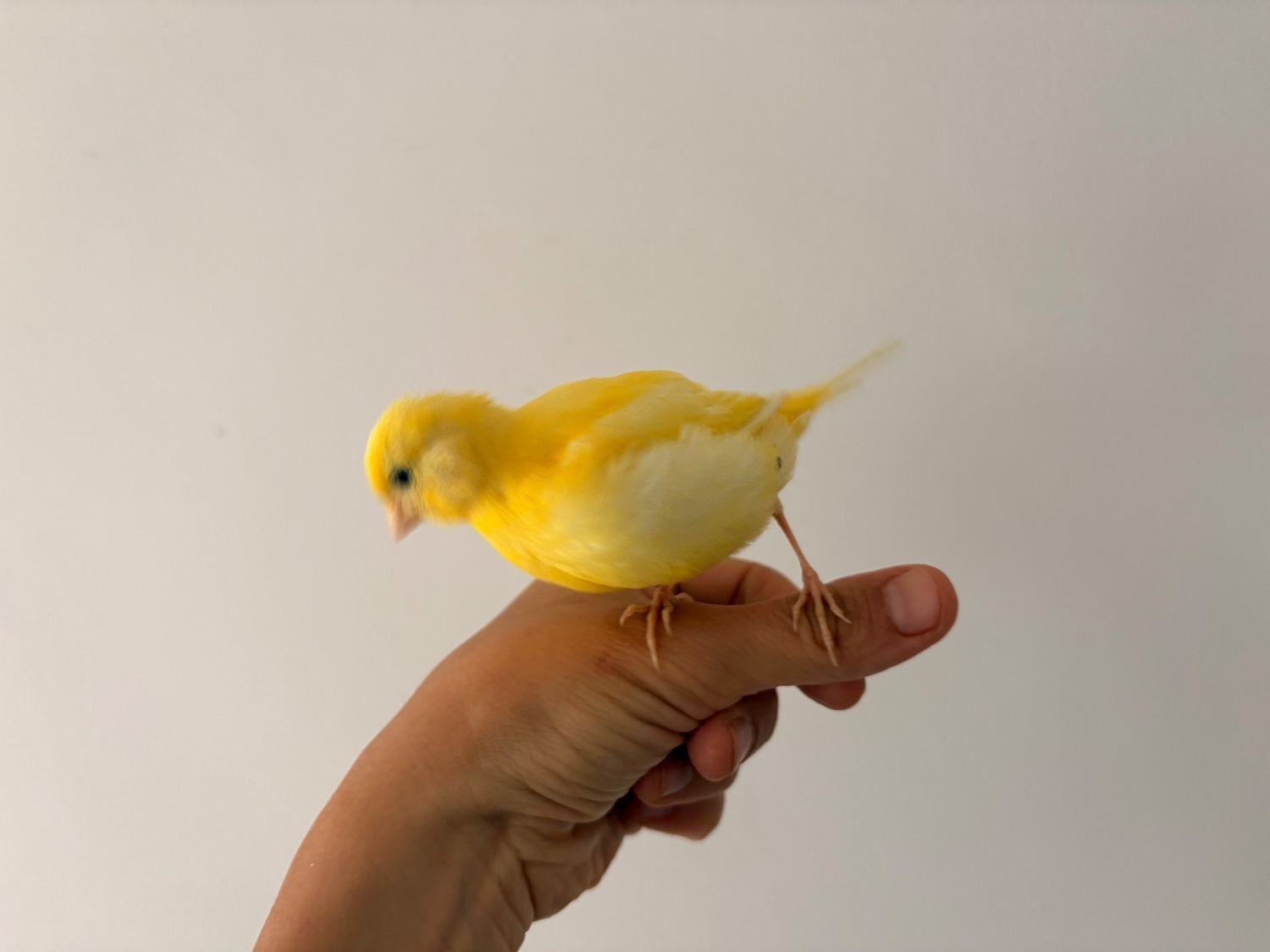 Handreared Canaries for sale, males, females, young, breeding - Canaries