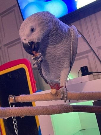 Male African Grey Parrot