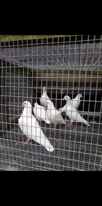 Pure white pigeons' Nice clean healthy birds' wormed regularly,