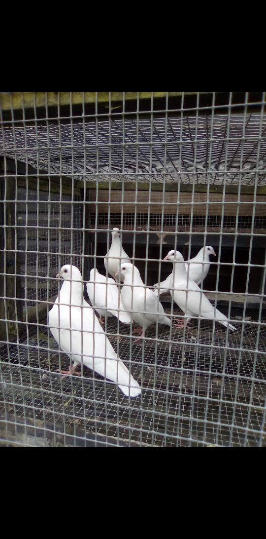 Pure white pigeons' Nice clean healthy birds' wormed regularly, in {LOCATION}