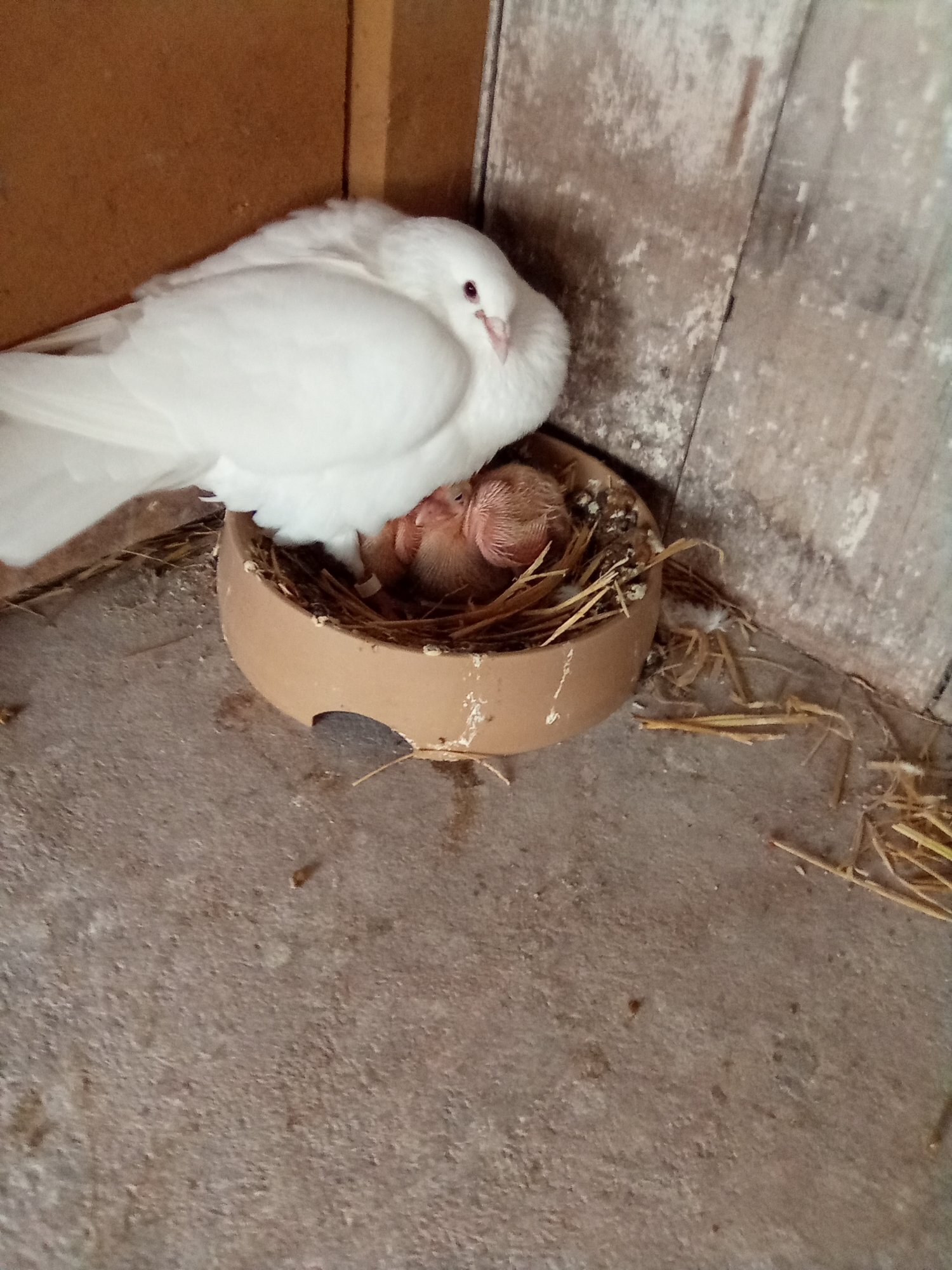 Pigeons
