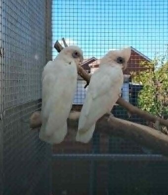 Bonded Pair Corella Cockatoos