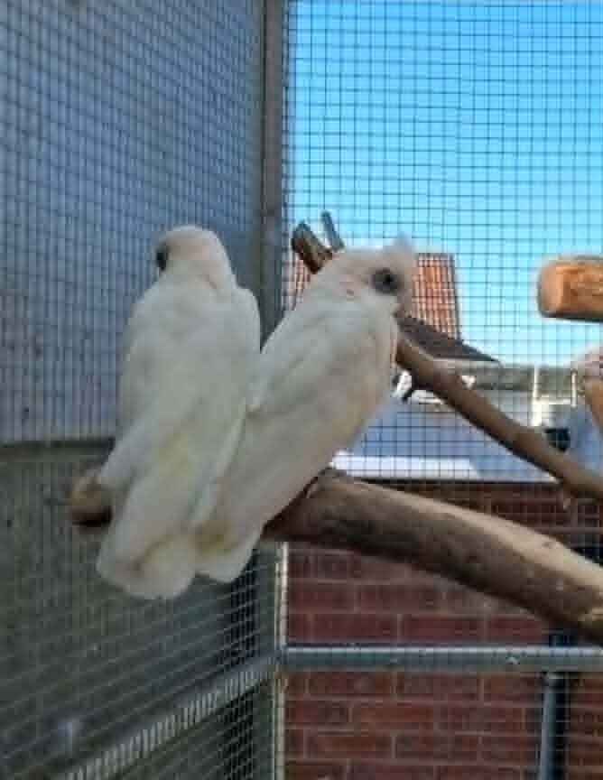 Cockatoos