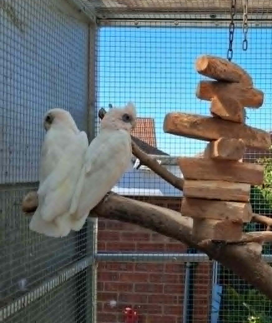 Cockatoos - {TYPE}