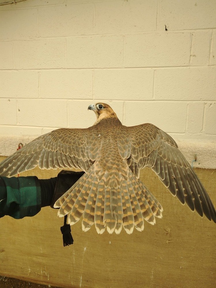 2026 Female Iranian Red Napped Shaheen   in {LOCATION}