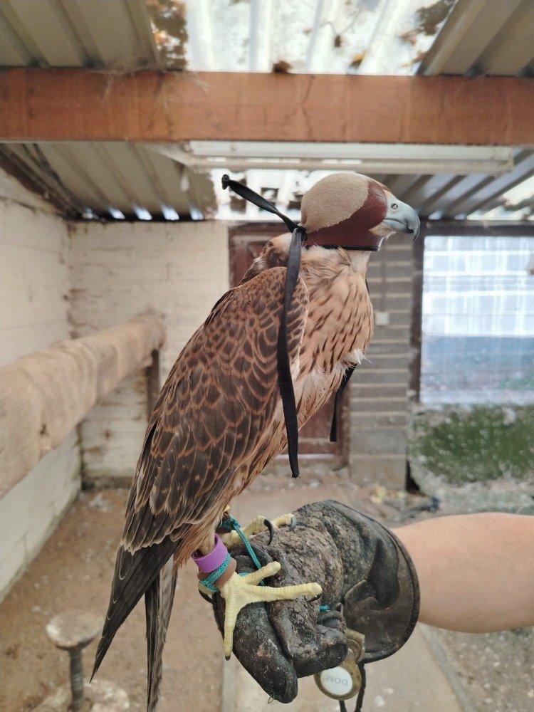 2026 Female Iranian Red Napped Shaheen   - Falcons