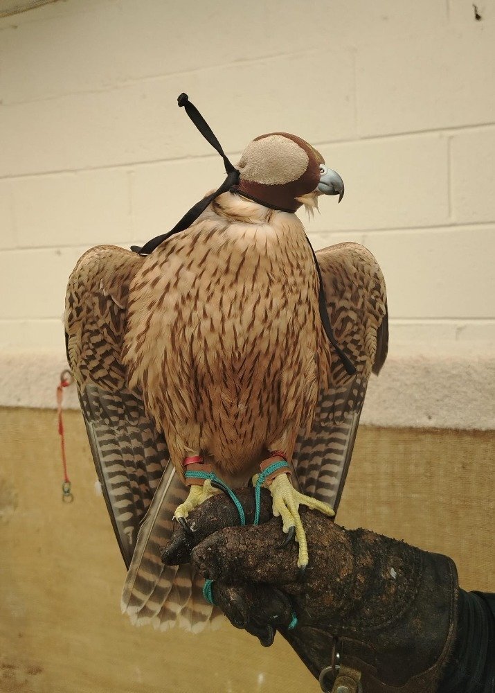 Falcons - {TYPE}
