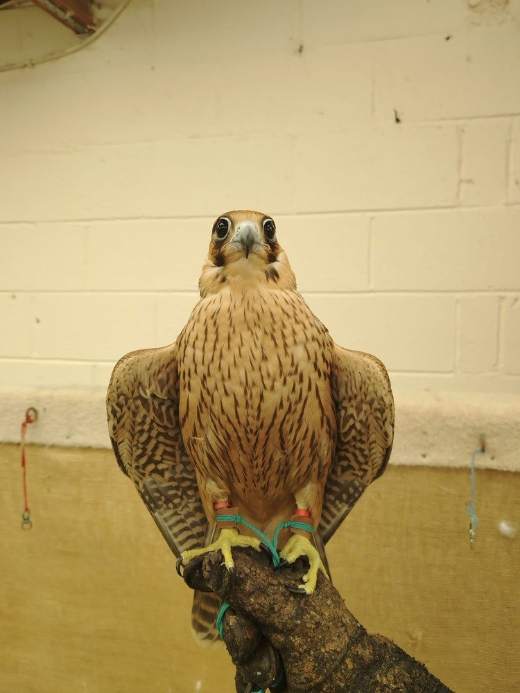 Falcons - 2026 Female Iranian Red Napped Shaheen  