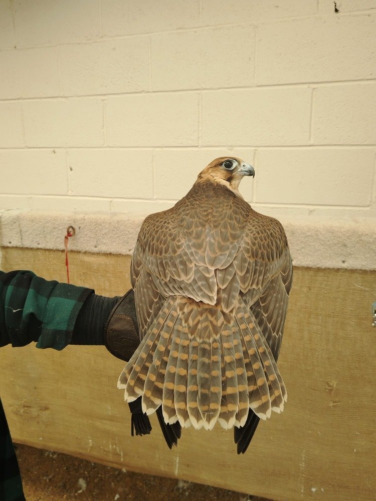 Falcons