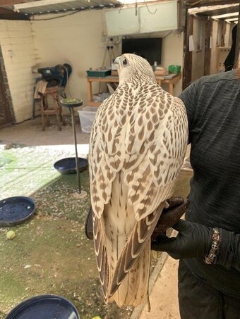 2026 Male Imprint White Male Gyr 