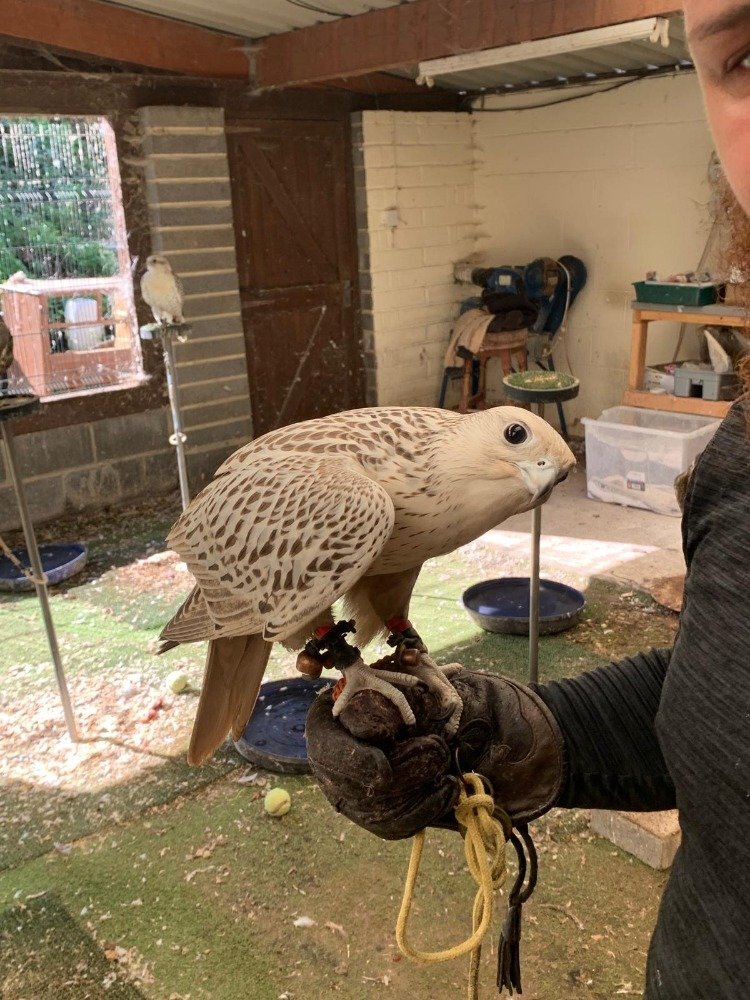 Falcons