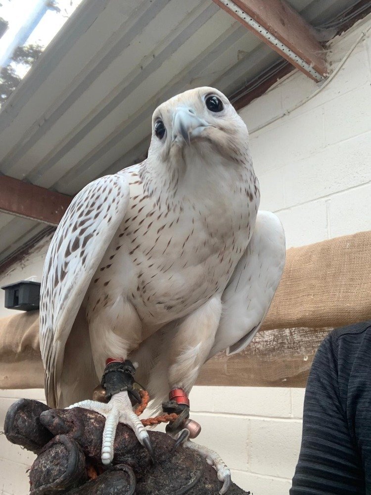 Falcons - {TYPE}