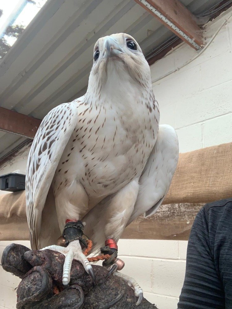 Falcons - 2026 Male Imprint White Male Gyr 