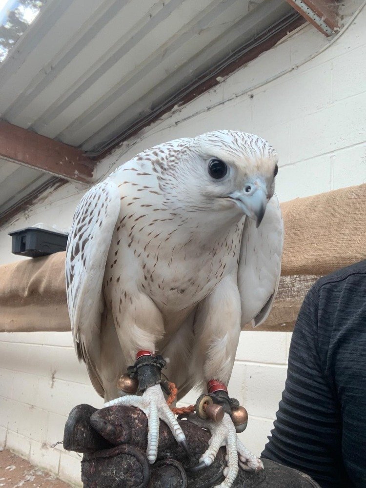 2026 Male Imprint White Male Gyr  - Falcons