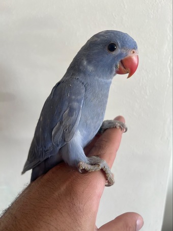 Hand Reared Indian Ring Neck Parrot