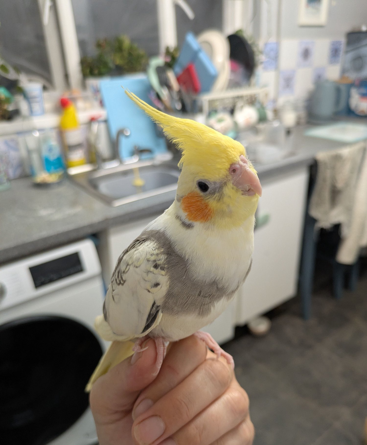 Hand reared friendly cockatiels 4 months old in {LOCATION}