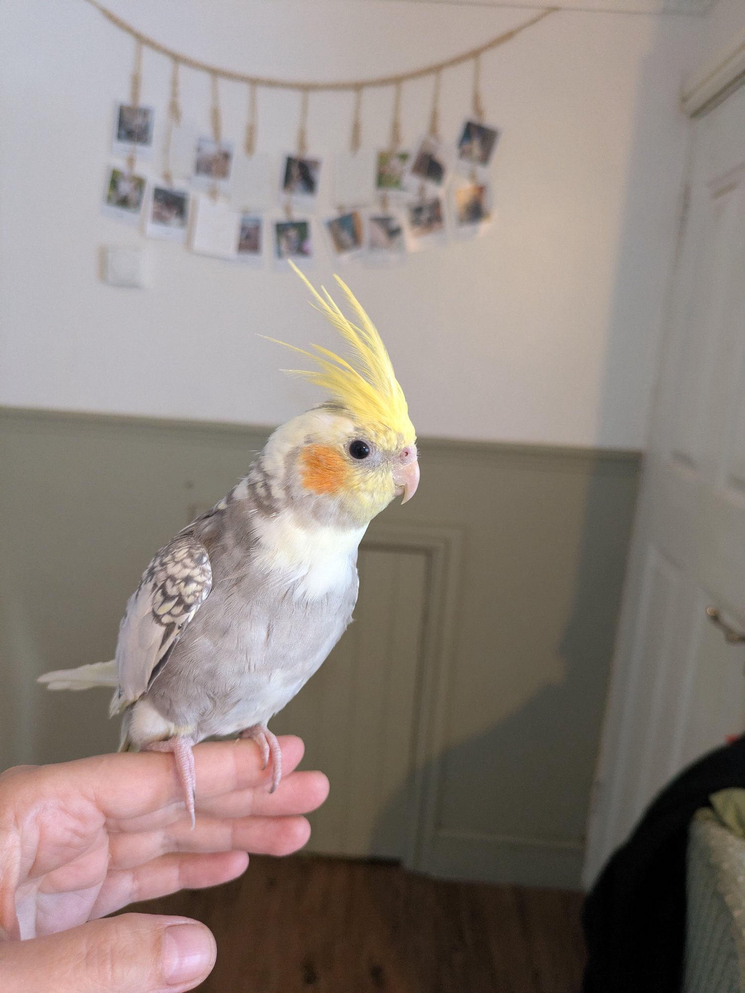 Cockatiels
