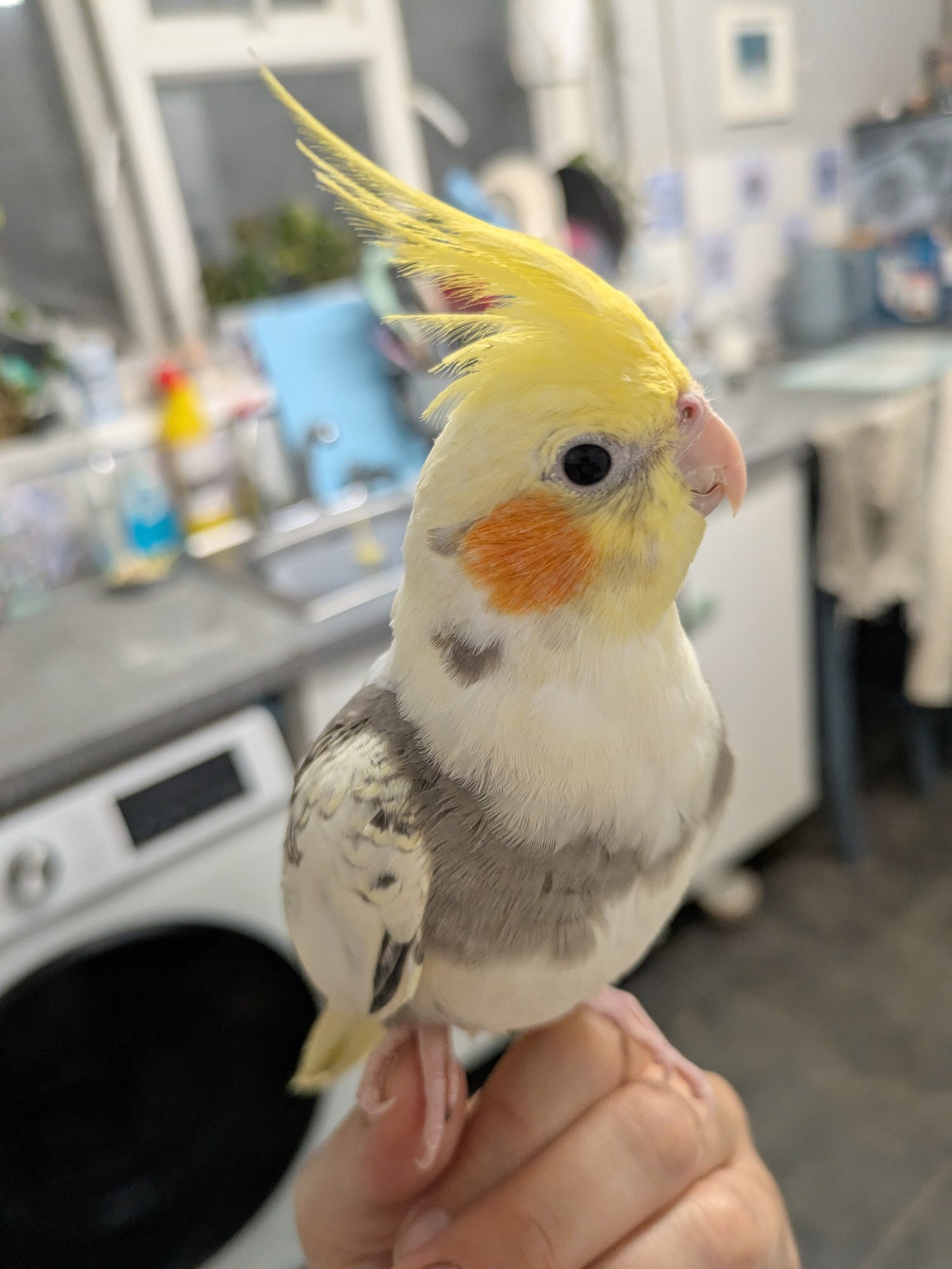 Cockatiels - {TYPE}
