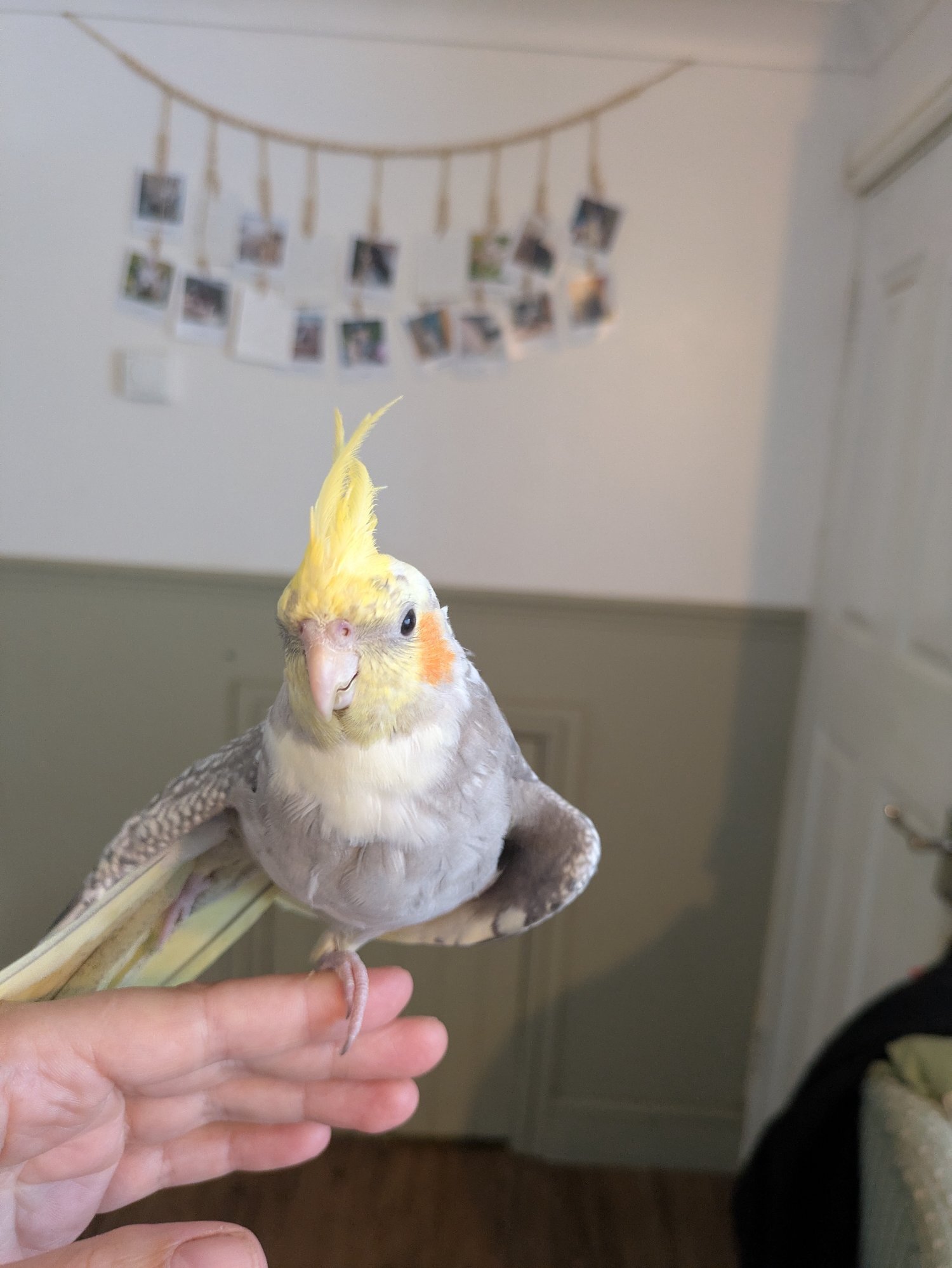 Cockatiels - Hand reared friendly cockatiels 4 months old