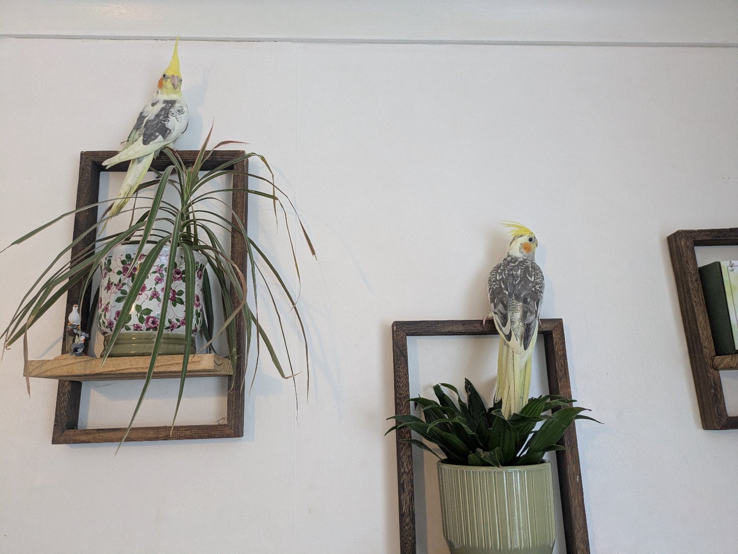 Hand reared friendly cockatiels 4 months old - Cockatiels