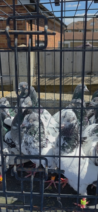 PAKISTANI  HIGH FLYERS PIGEONS FOR SALE 