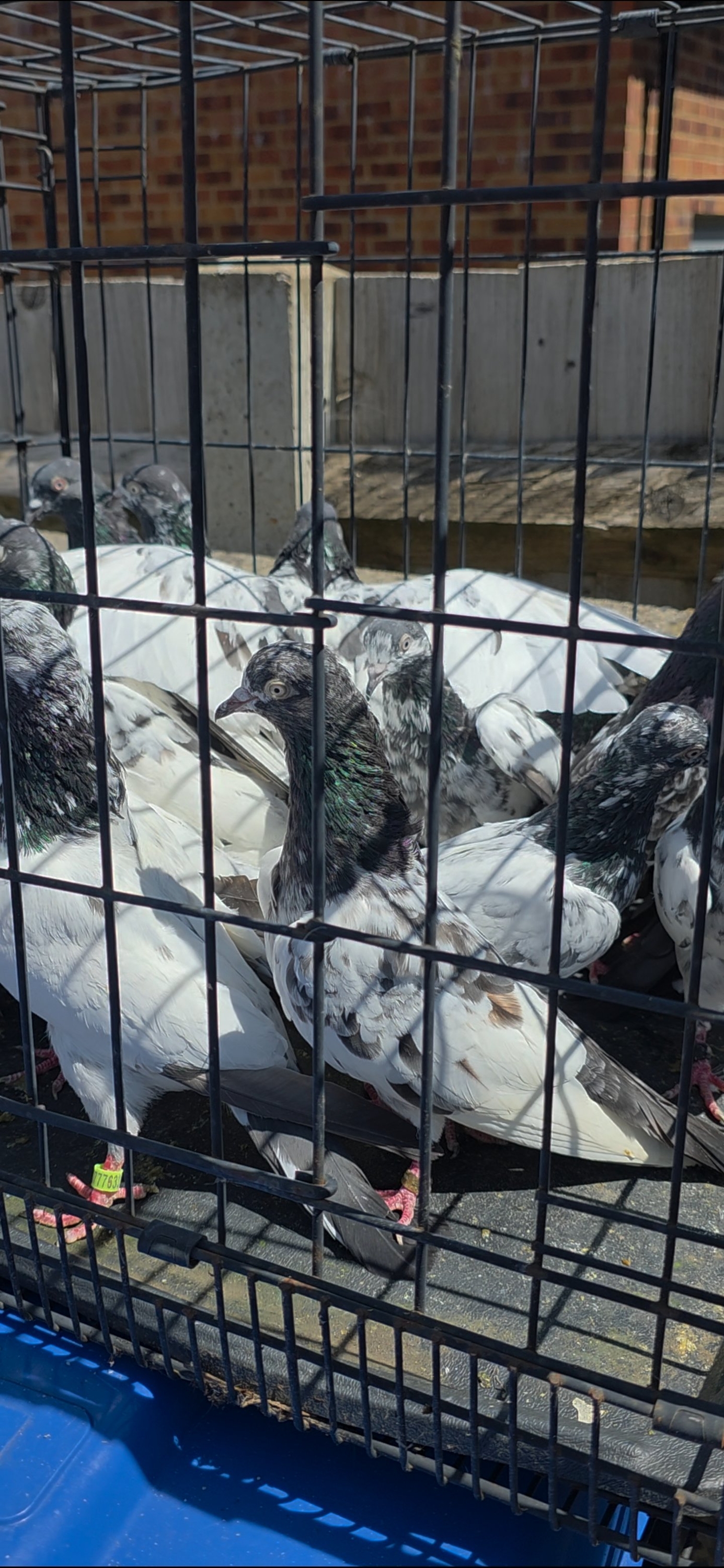 Pigeons