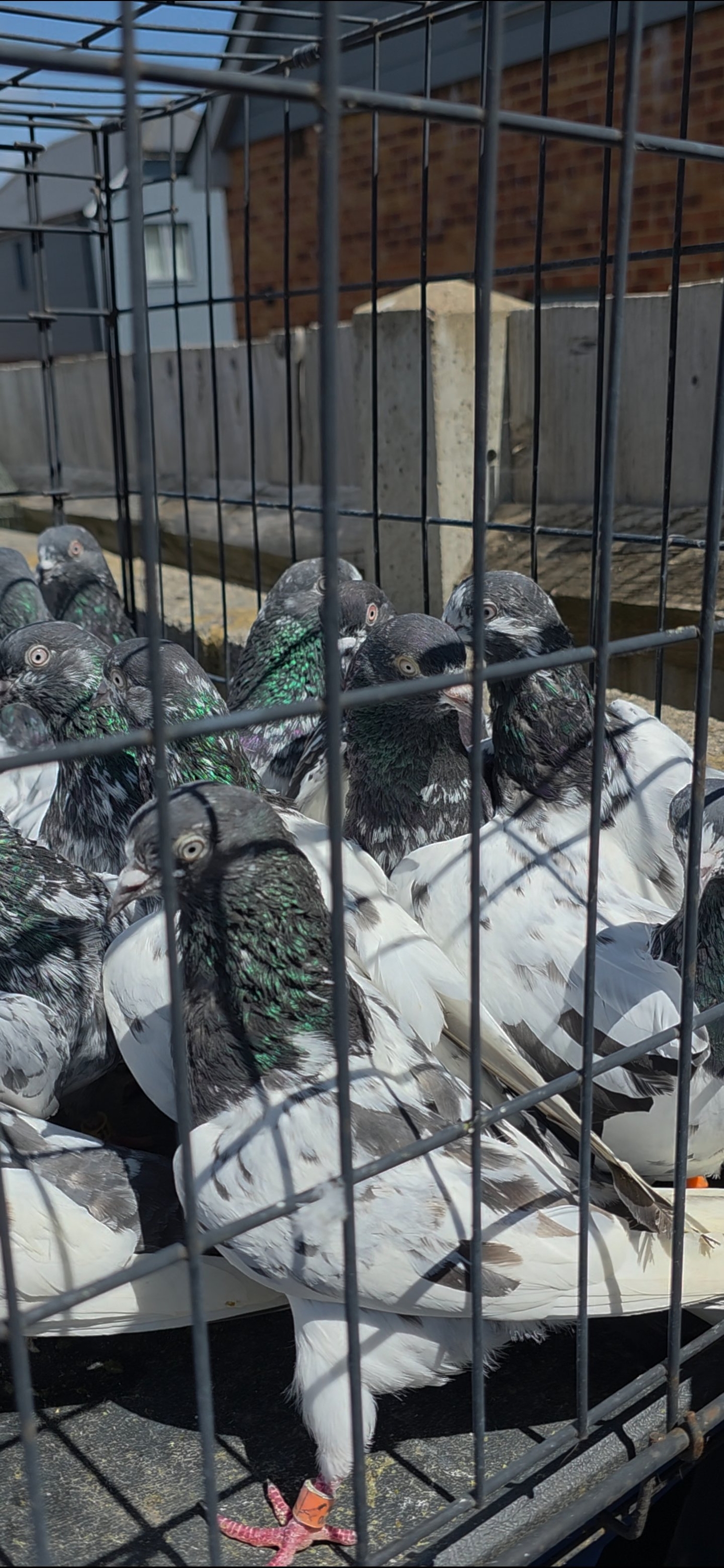 Pigeons - {TYPE}