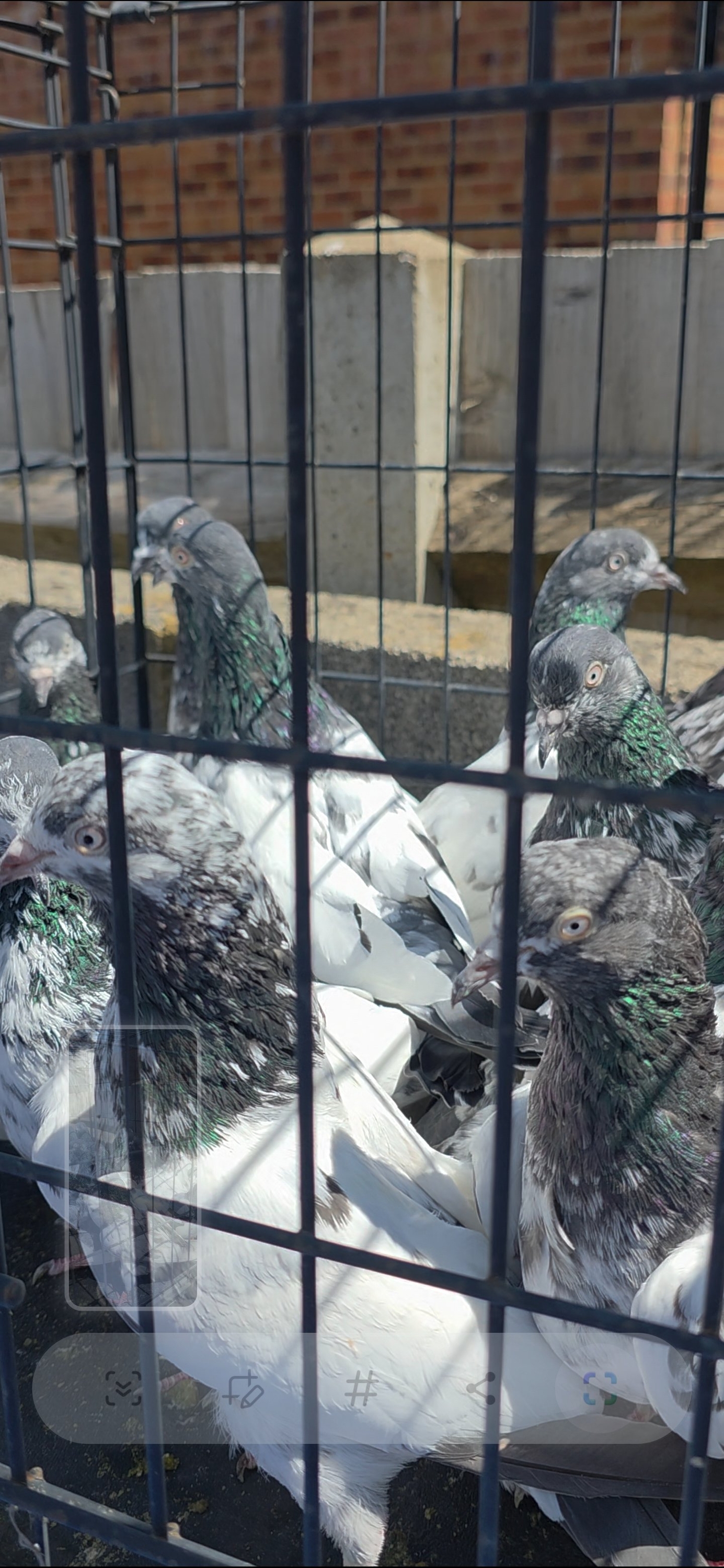 Pigeons - PAKISTANI  HIGH FLYERS PIGEONS FOR SALE 