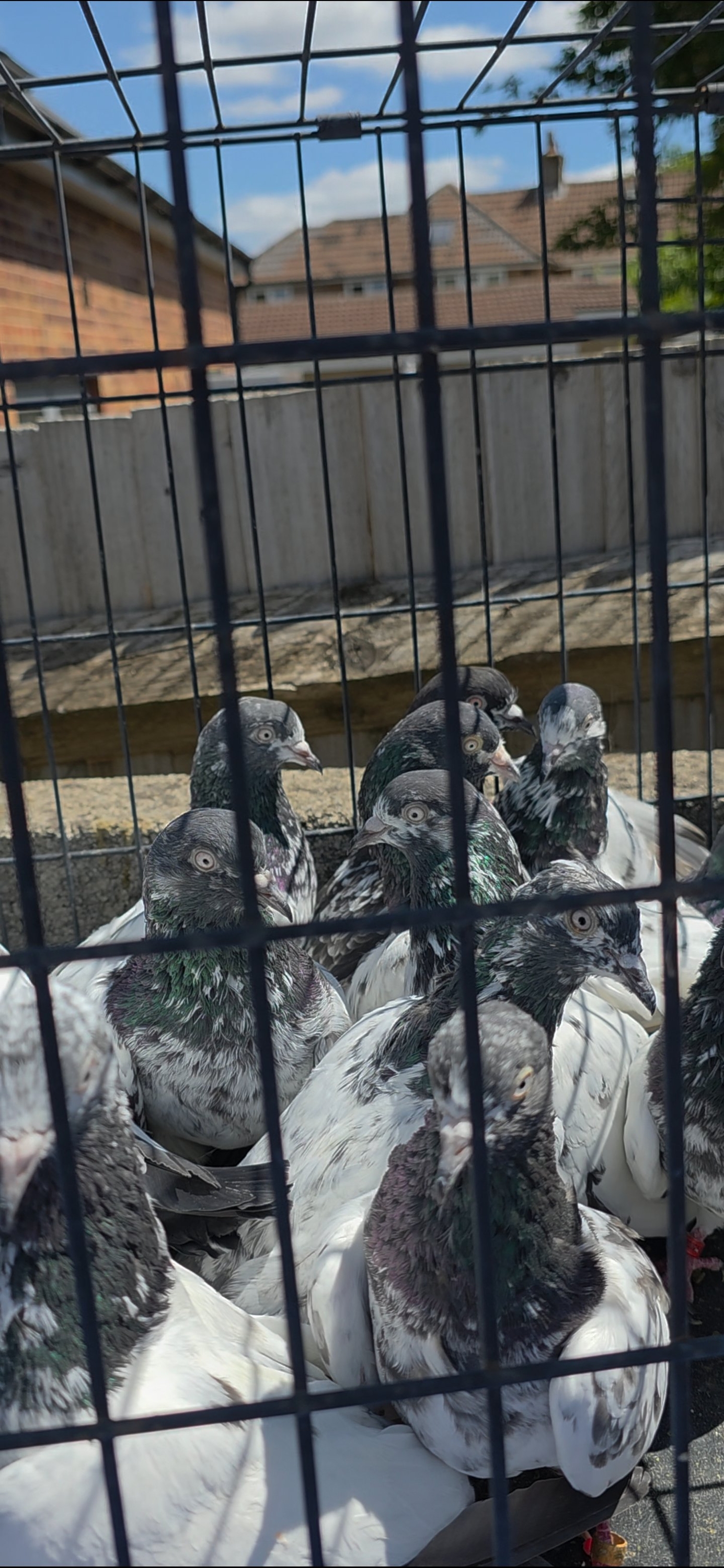 PAKISTANI  HIGH FLYERS PIGEONS FOR SALE  - Pigeons