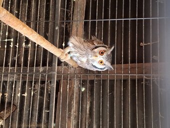 WHITE FACED SCOPS FOR SALE