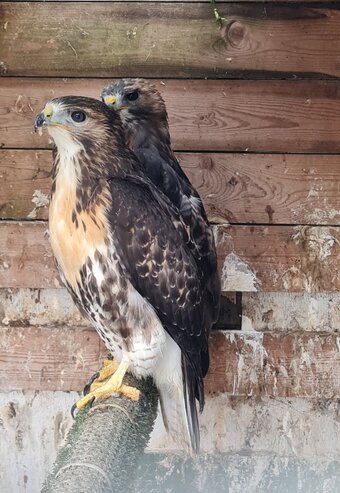 Breeding Pair Redtails