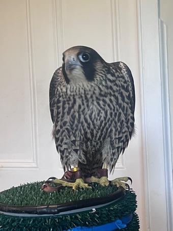 Male peregrines   Imprint and parent reared from quality line. 