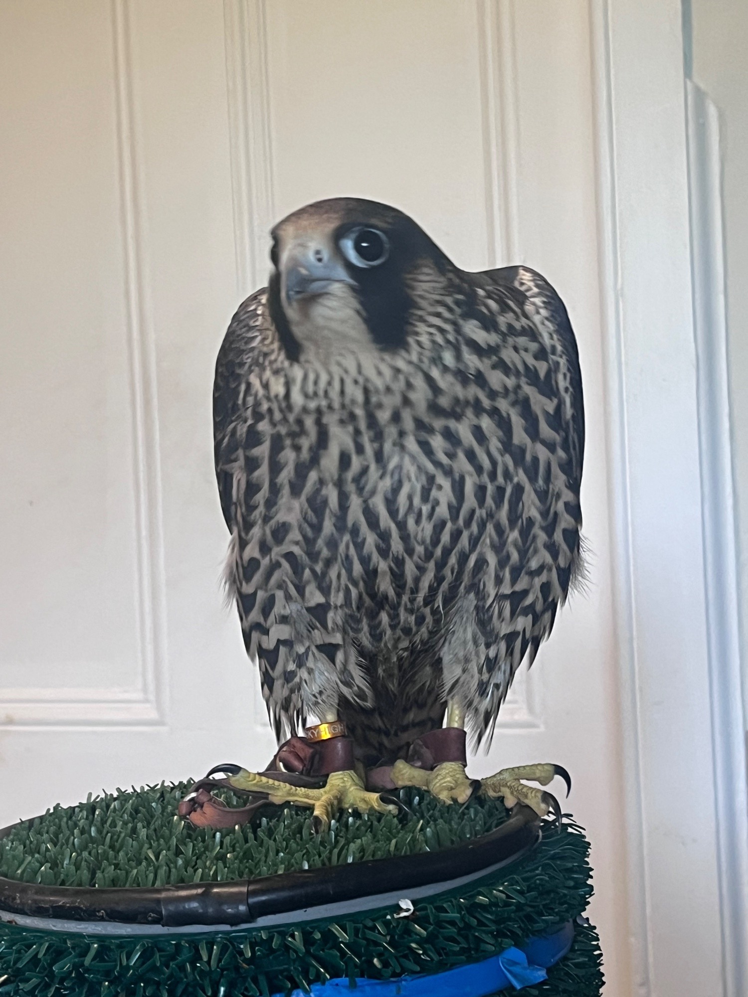 Male peregrines   Imprint and parent reared from quality line.  in {LOCATION}