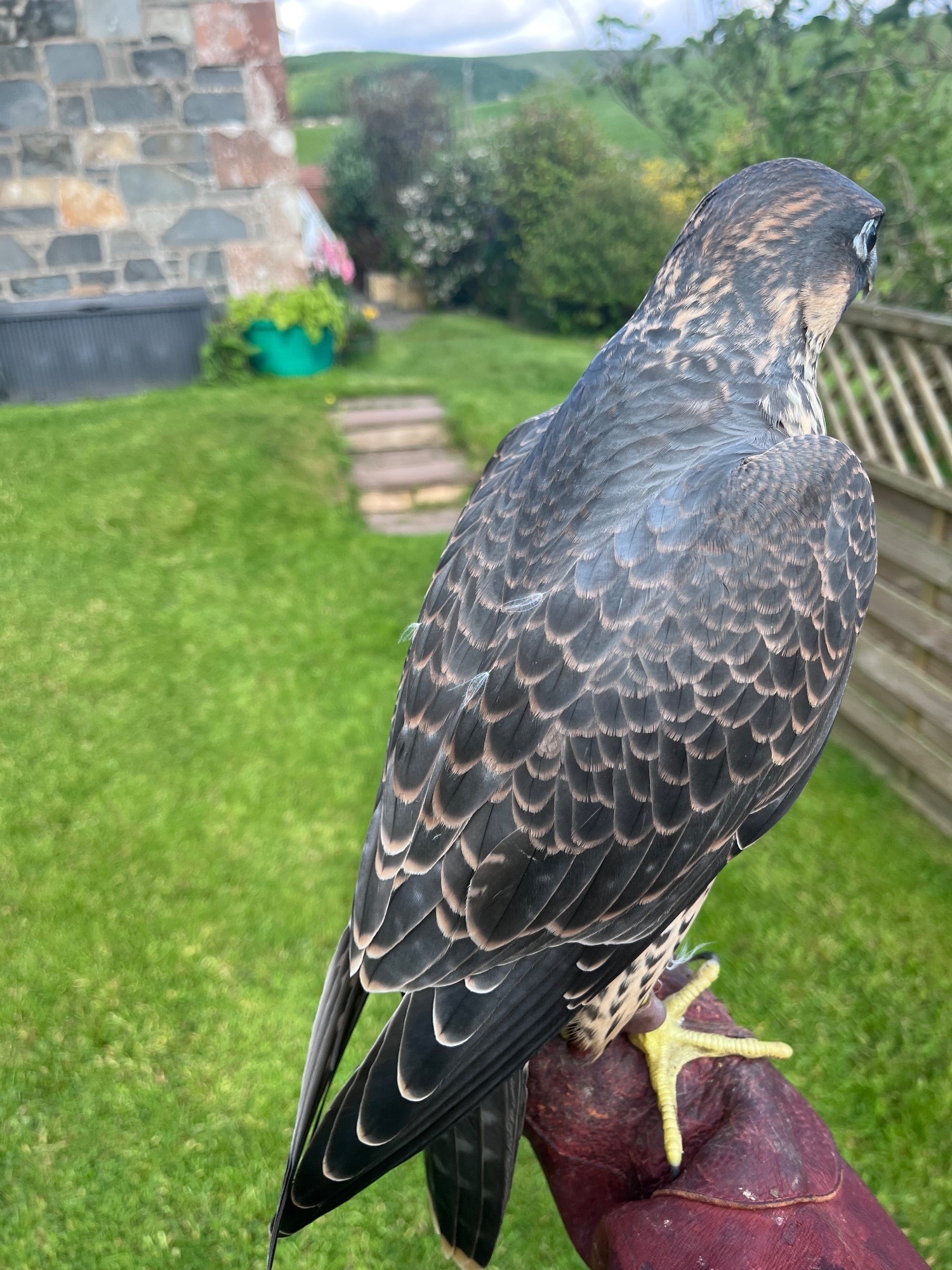 Falcons