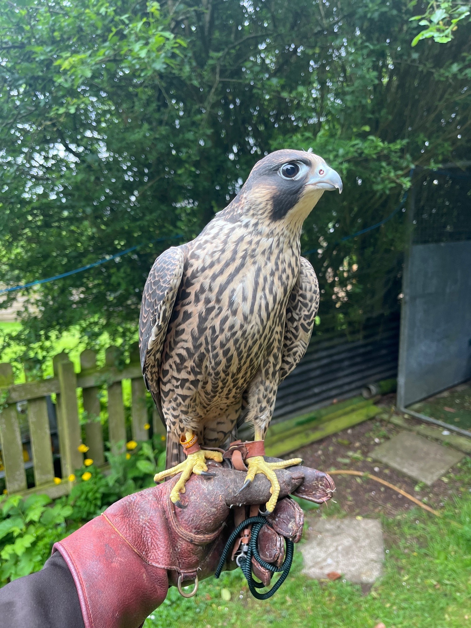 Falcons - {TYPE}