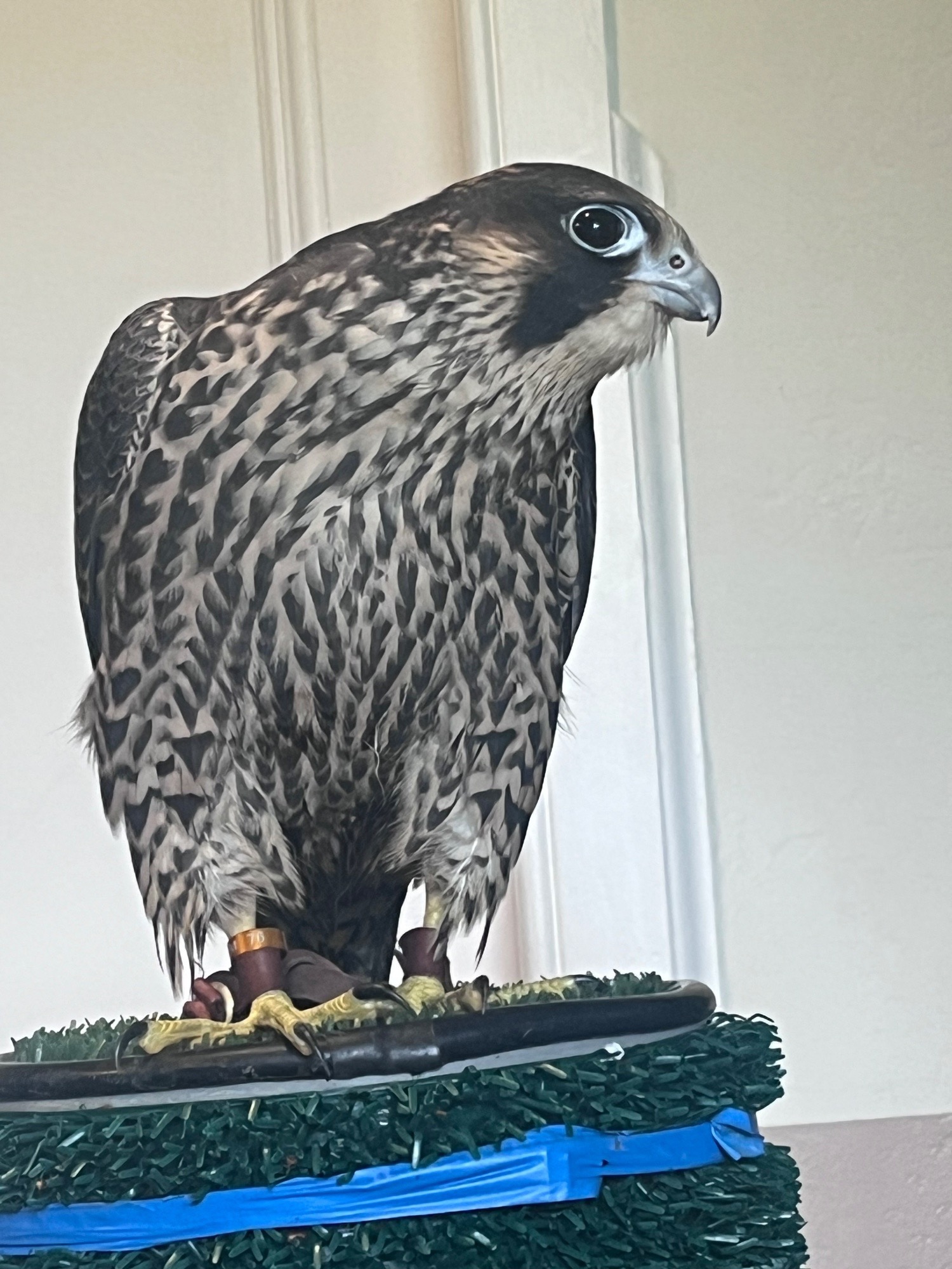 Falcons - Male peregrines   Imprint and parent reared from quality line. 