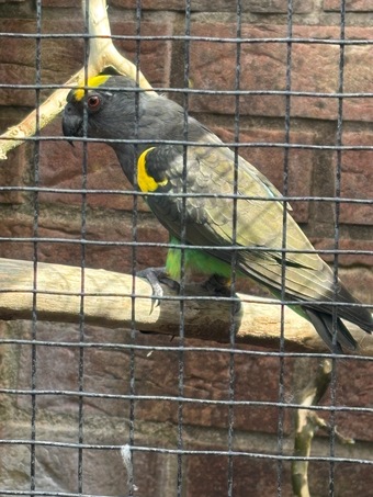 Cock Mayers parrot 