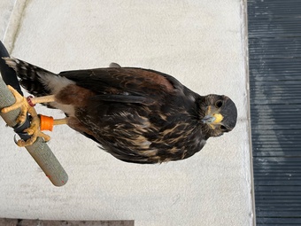 Male Harris Hawk for sale