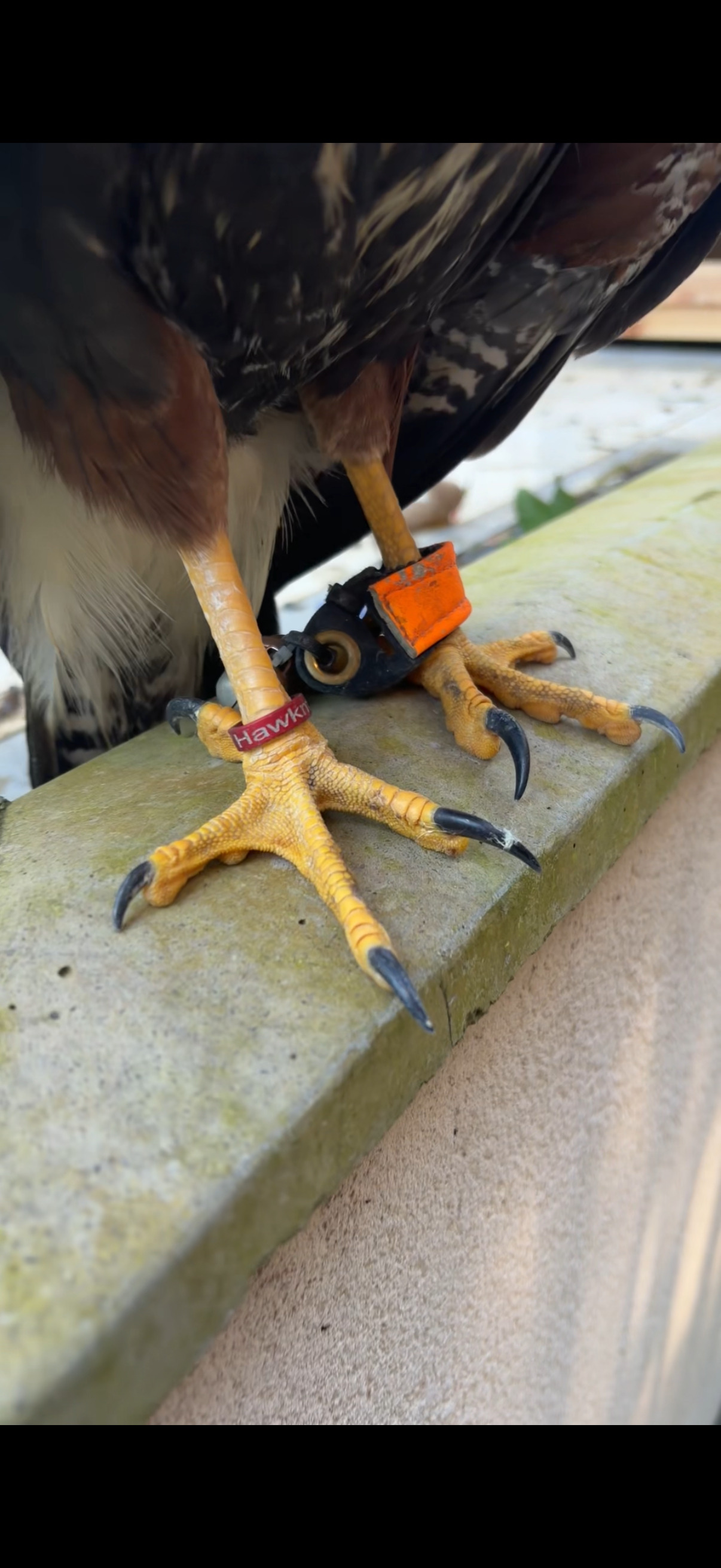 Hawks - {TYPE}